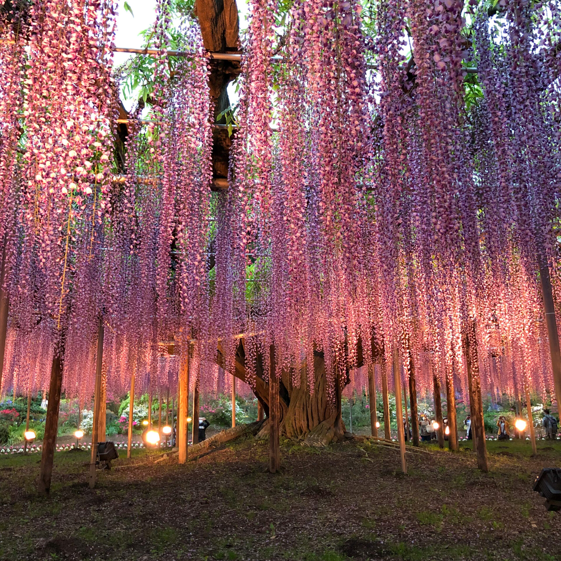 あしかがフラワーパーク藤の花のライトアップ