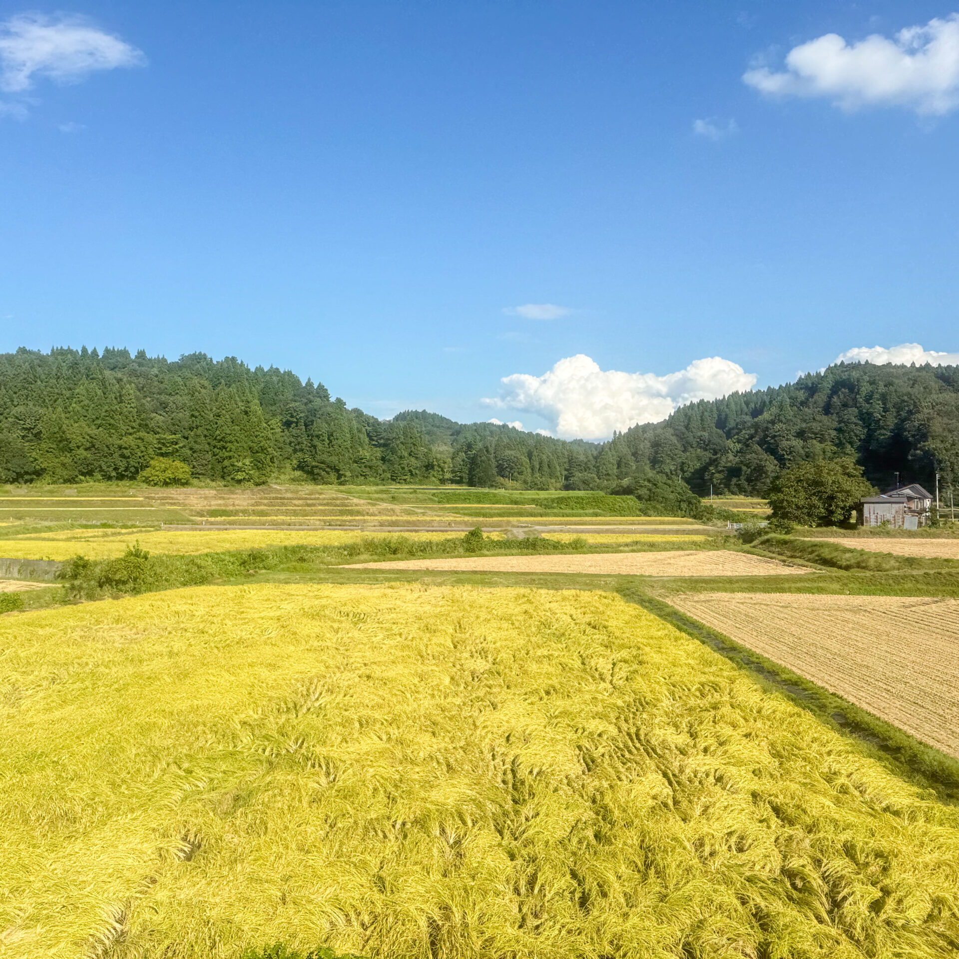 飯山線の車窓から望む田んぼ